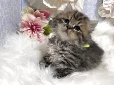 ブリティッシュショートヘア【神奈川県・男の子・2025年6月5日・ブラウンタビー】の写真4