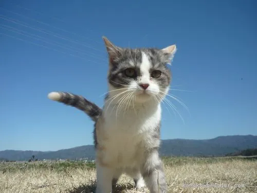 ID：2003-00328の子猫