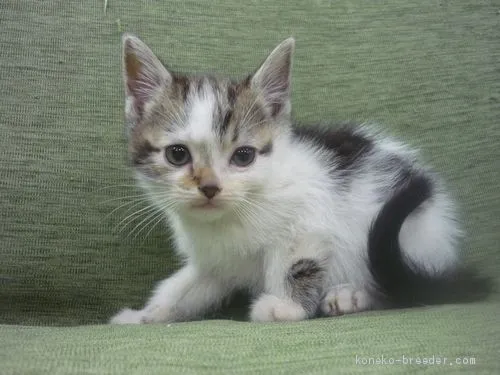 ID:2012-00390の子猫