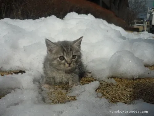 ID：1802-00341の子猫