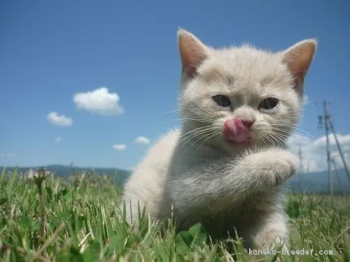 ID:2005-02349の子猫