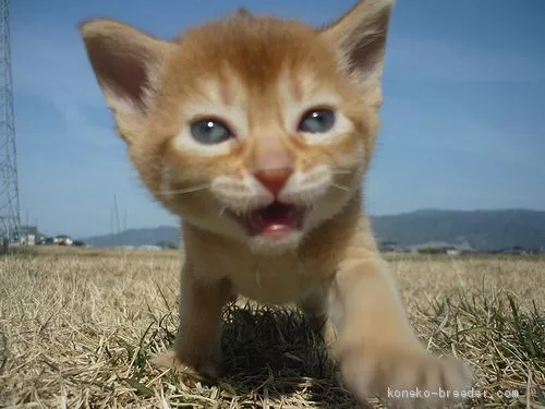 ID：2003-00144の子猫