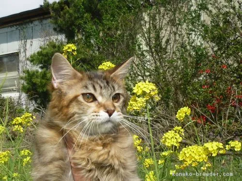 ID:1802-00074の子猫