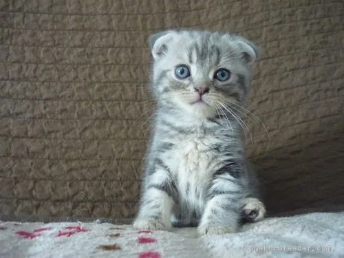 ID:1809-00300の子猫