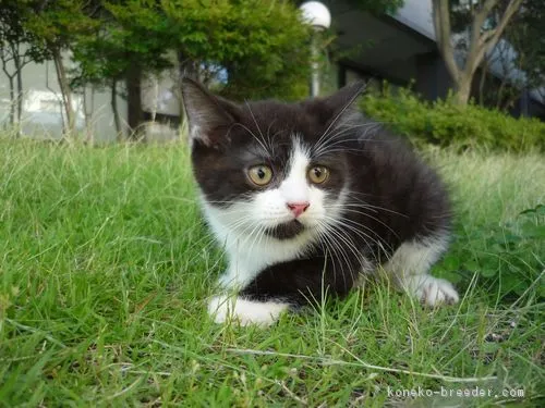 ID：1807-00117の子猫