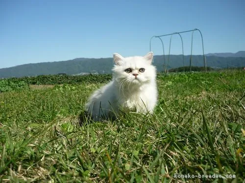 ID:1805-01650の子猫