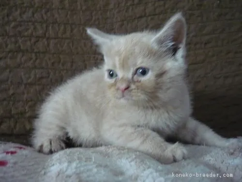 ID:1809-00302の子猫