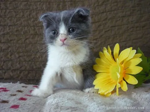 ID:1809-00299の子猫