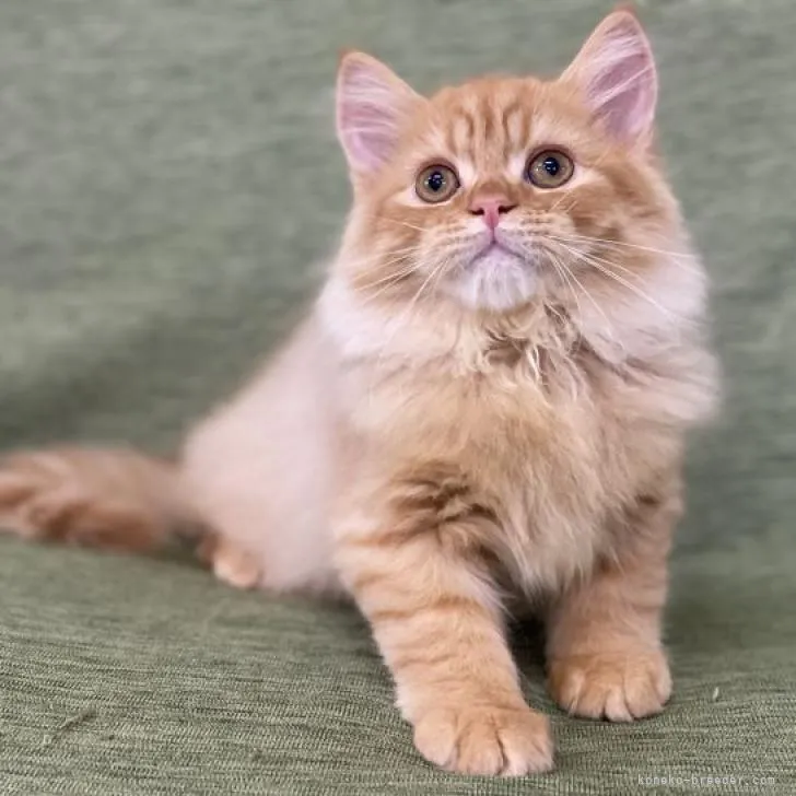 ID:2209-00754の子猫