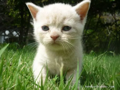 ID：2009-01493の子猫