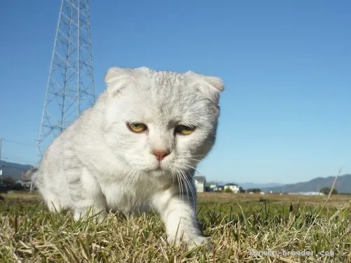 ID：1907-00119の子猫