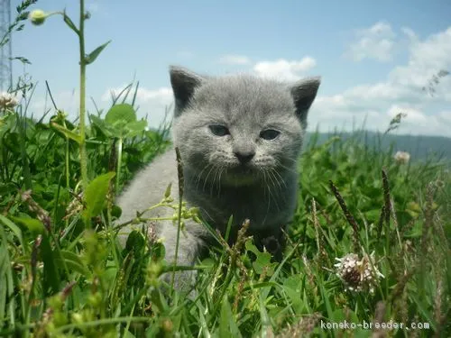 ID:2005-02347の子猫