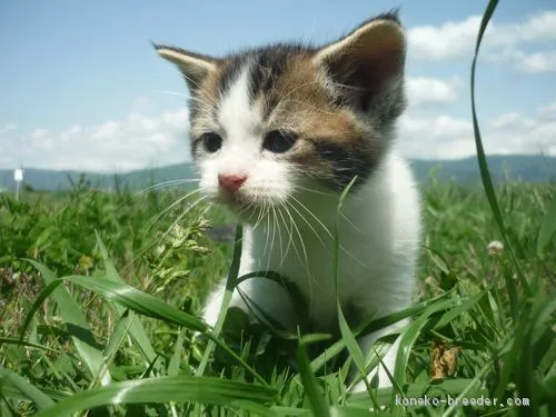 ID:2005-02583の子猫