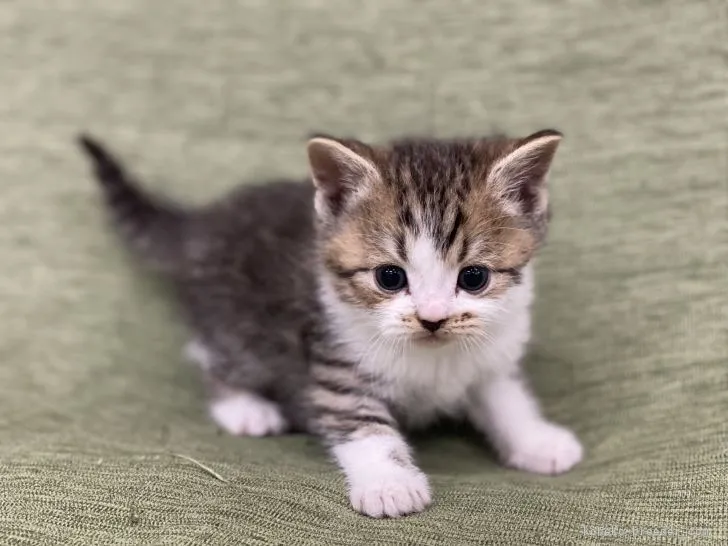 A.K 様のお迎えした子猫