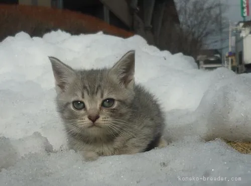 ID:1802-00336の子猫