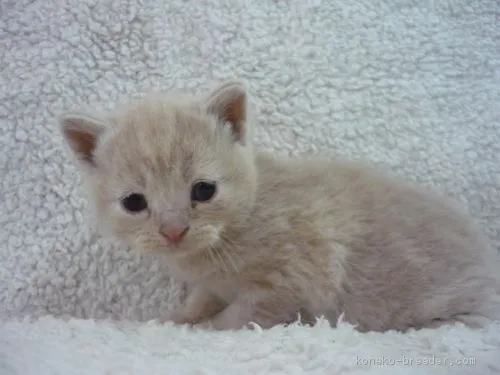 ID：1904-01503の子猫