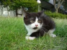 マンチカン(長足)【長野県・男の子・2018年3月26日・ブラック&ホワイト】の写真1「7月2日撮影」