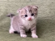 スコティッシュフォールド(折れ耳)【長野県・女の子・2022年1月18日・ブルータビー&ホワイト】の写真1「2月16日撮影」