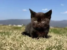 スコティッシュフォールド(立ち耳)【長野県・男の子・2022年2月17日・ブラック】の写真1「4月9日撮影」