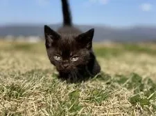 スコティッシュフォールド(立ち耳)【長野県・男の子・2022年2月17日・ブラック】の写真2「4月9日撮影」