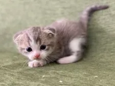 スコティッシュフォールド(折れ耳)【長野県・女の子・2022年1月18日・ブルータビー&ホワイト】の写真3「2月16日撮影」