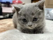 ブリティッシュショートヘア【長野県・女の子・2022年1月4日・ブルークリーム】の写真3「2月15日撮影」