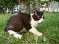 マンチカン(長足)【長野県・男の子・2018年3月26日・ブラック&ホワイト】の写真3「7月2日撮影」