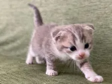 スコティッシュフォールド(折れ耳)【長野県・女の子・2022年1月18日・ブルータビー&ホワイト】の写真4「2月16日撮影」