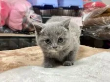 ブリティッシュショートヘア【長野県・女の子・2022年1月4日・ブルークリーム】の写真4「2月15日撮影」