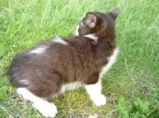 マンチカン(長足)【長野県・男の子・2018年3月26日・ブラック&ホワイト】の写真5