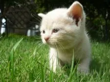 スコティッシュフォールド(立ち耳)【長野県・女の子・2020年8月14日・クリームタビー】の写真5「9月18日撮影」