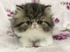 エキゾチックロングヘア【長野県・男の子・2024年11月21日・ブラウンタビー&ホワイト】の写真4