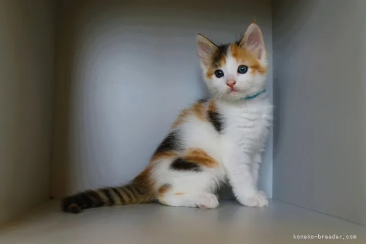 ID:2204-01662の子猫