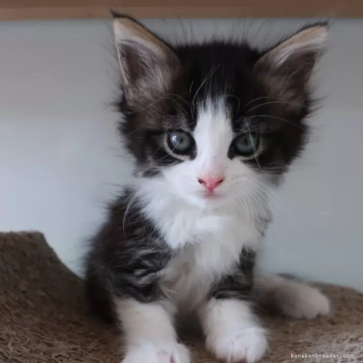 ID:2407-01156の子猫