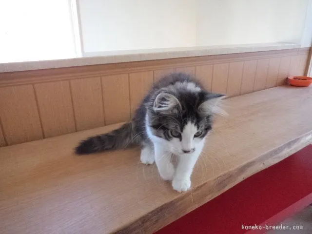 たかさん 様のお迎えした子猫