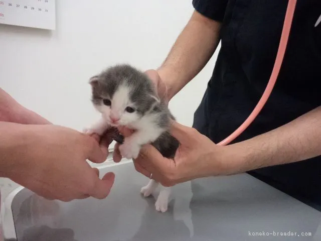 nao 様のお迎えした子猫