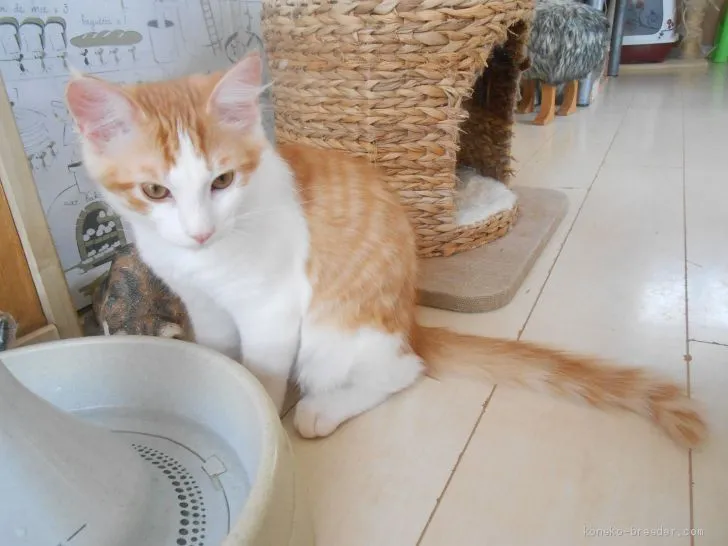 ID:1904-00355の子猫