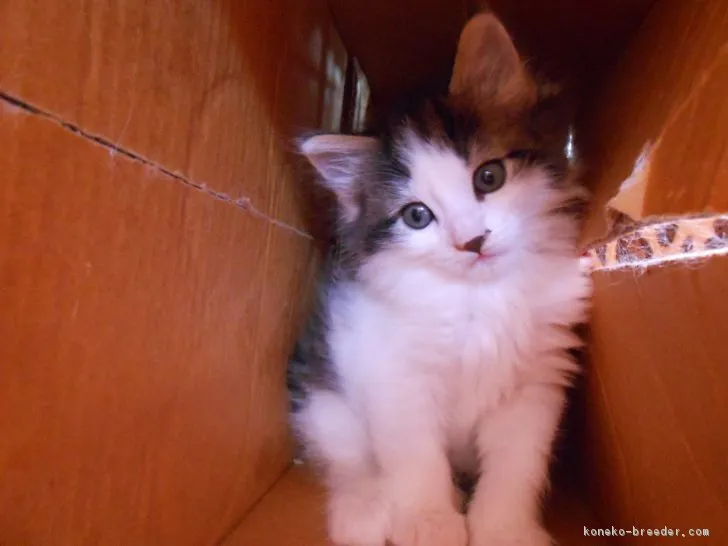 ID：1704-00102の子猫