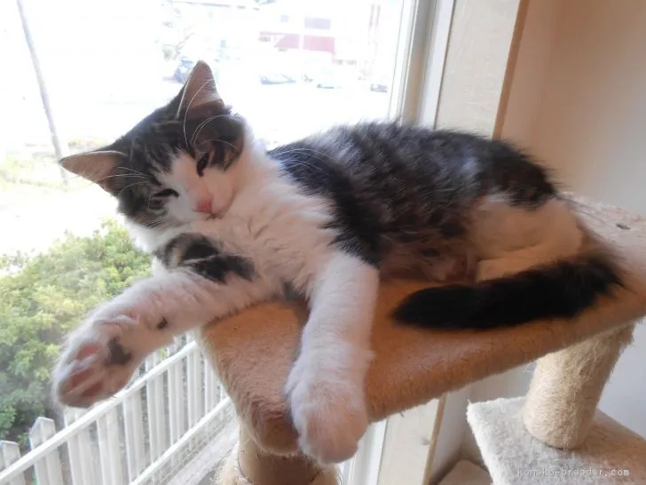 ID:1708-00426の子猫