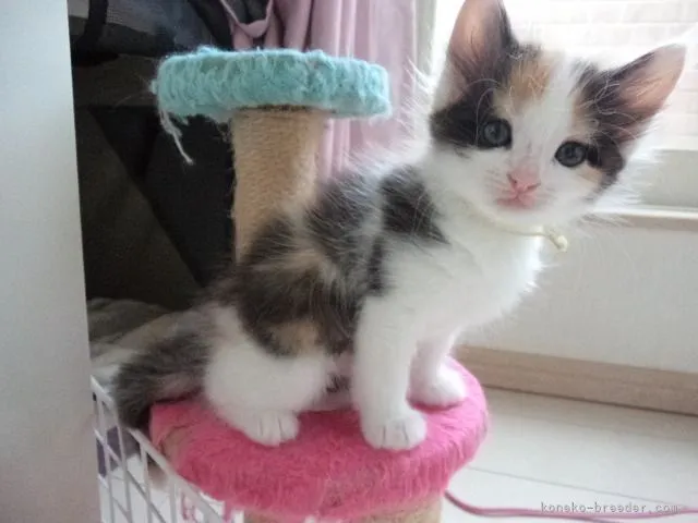 ID：2106-02378の子猫