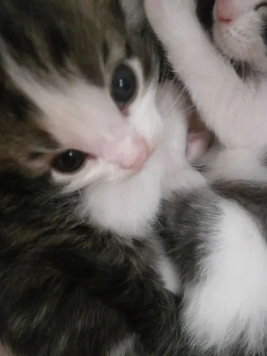 みおパパ 様のお迎えした子猫