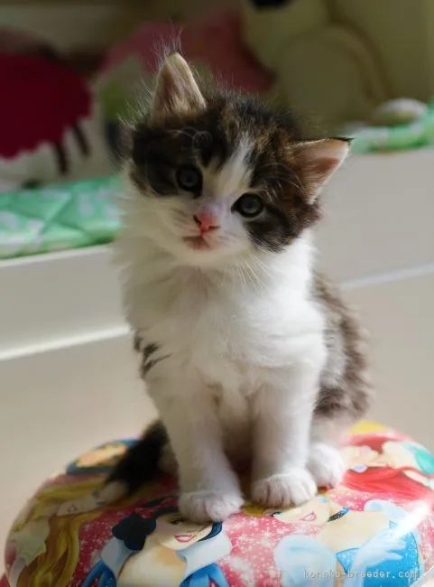 ヒースケ 様のお迎えした子猫