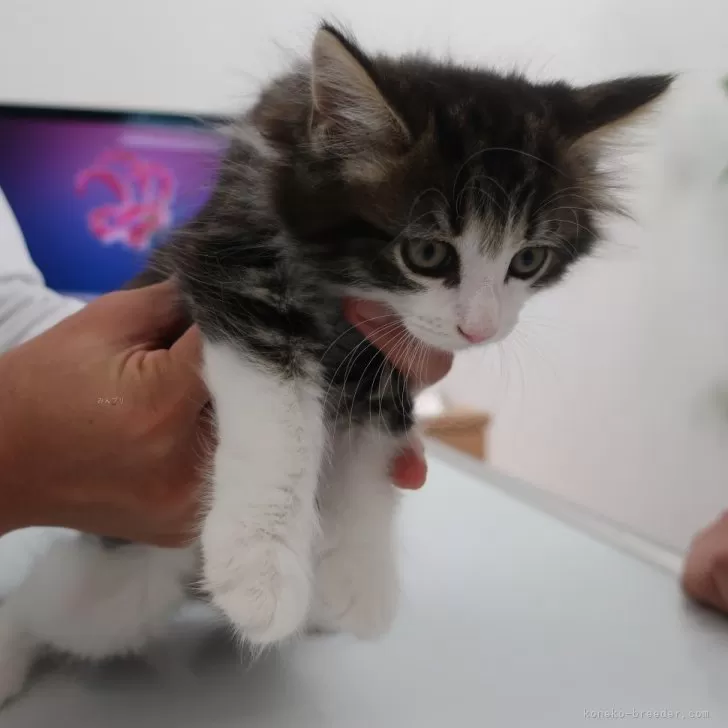 ID：2407-01154の子猫