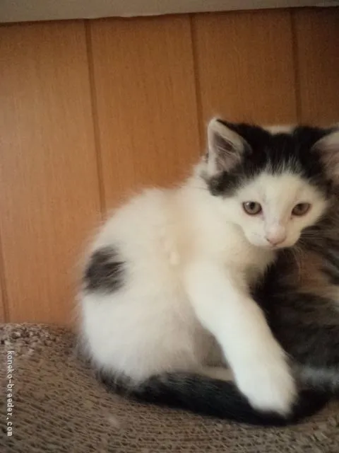 ID：2101-00401の子猫