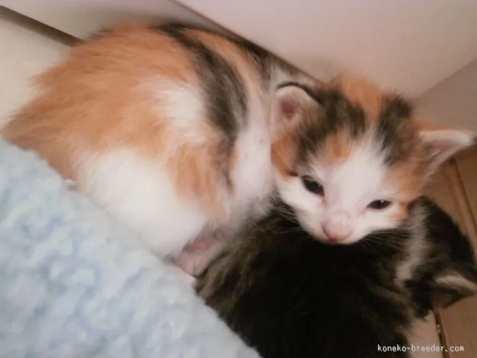 ID:1506-00311の子猫