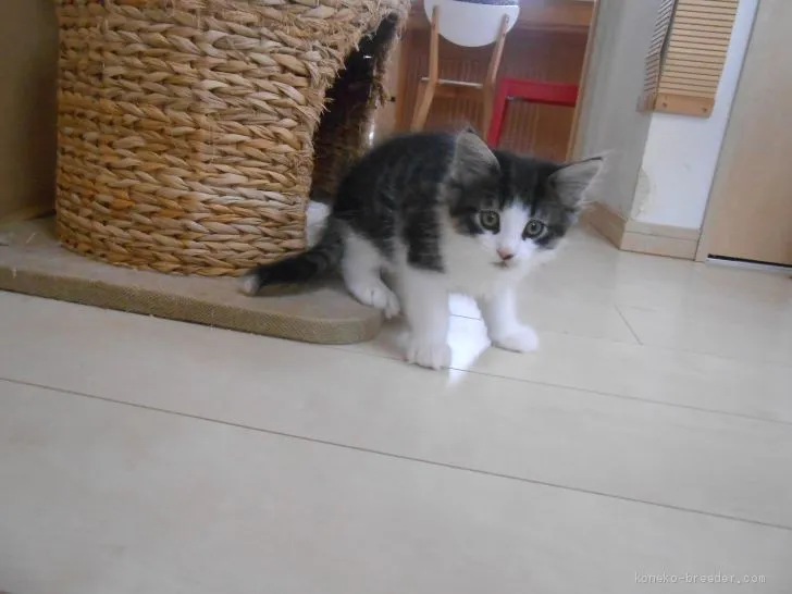 ID：1912-01112の子猫