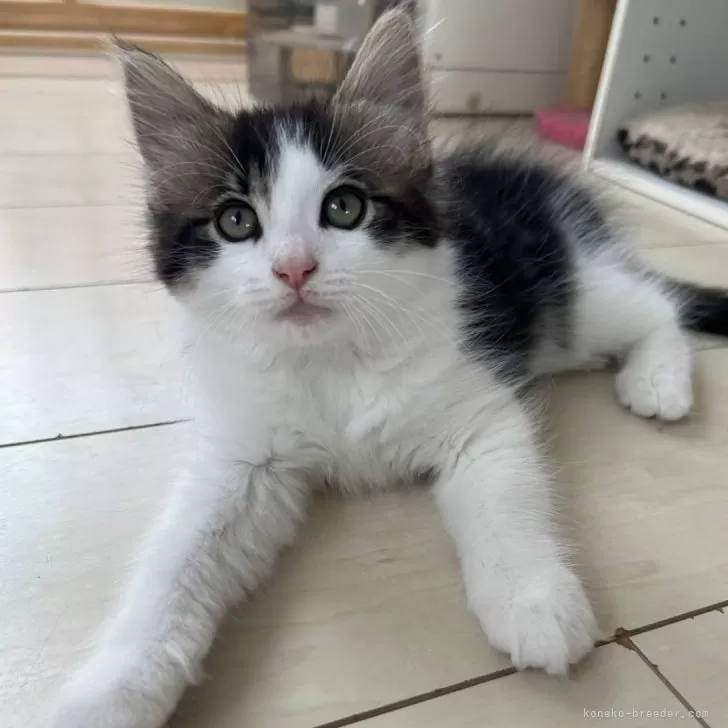 ID:2408-00981の子猫