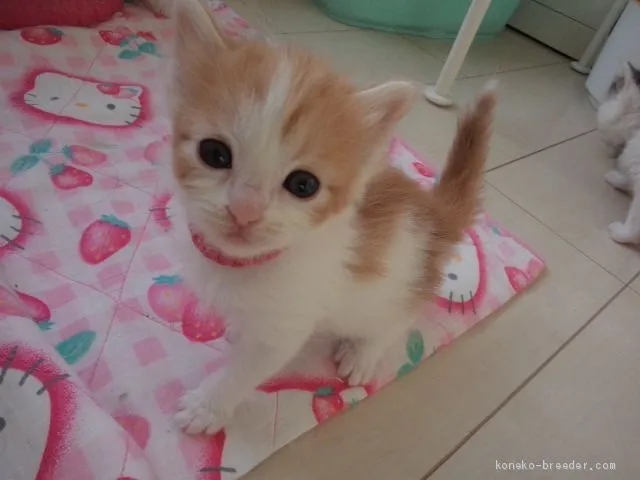 ID：2012-01292の子猫