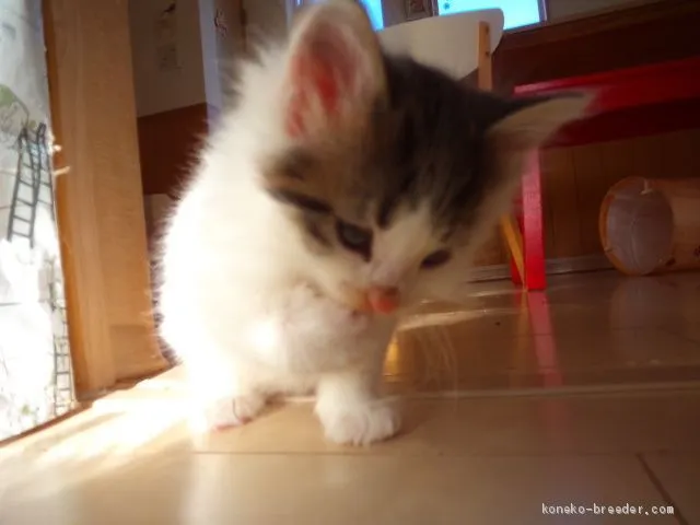 ID:2012-01785の子猫