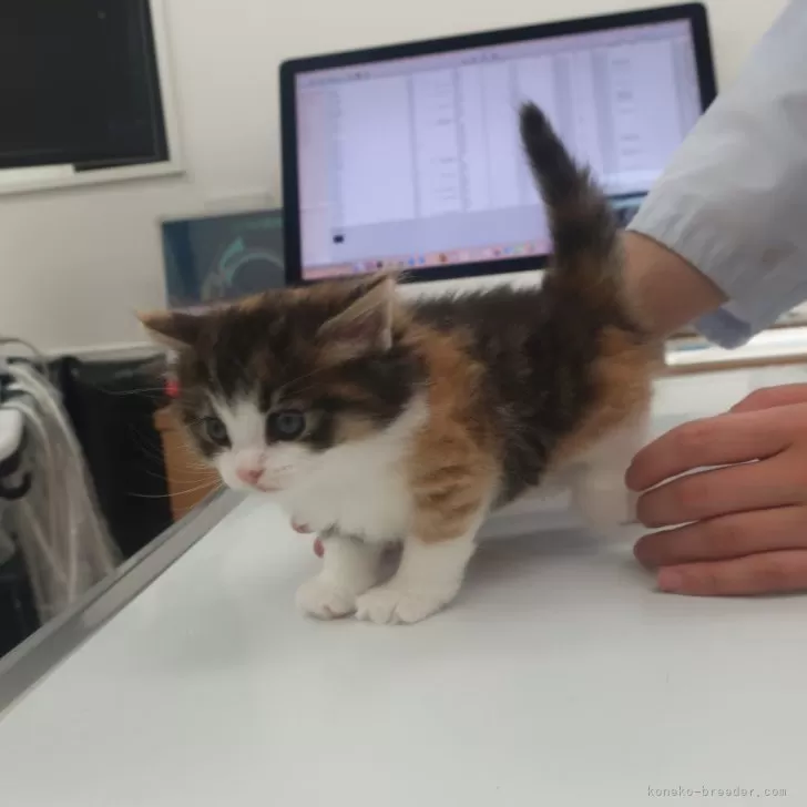 ID：2404-00327の子猫